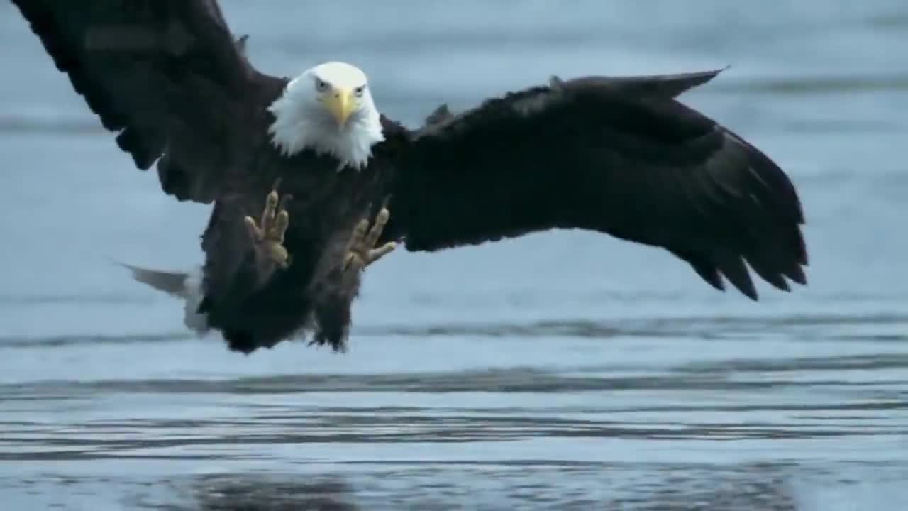 老鹰逆转森林狼,喜迎胜利 老鹰逆转森林狼,喜迎胜利